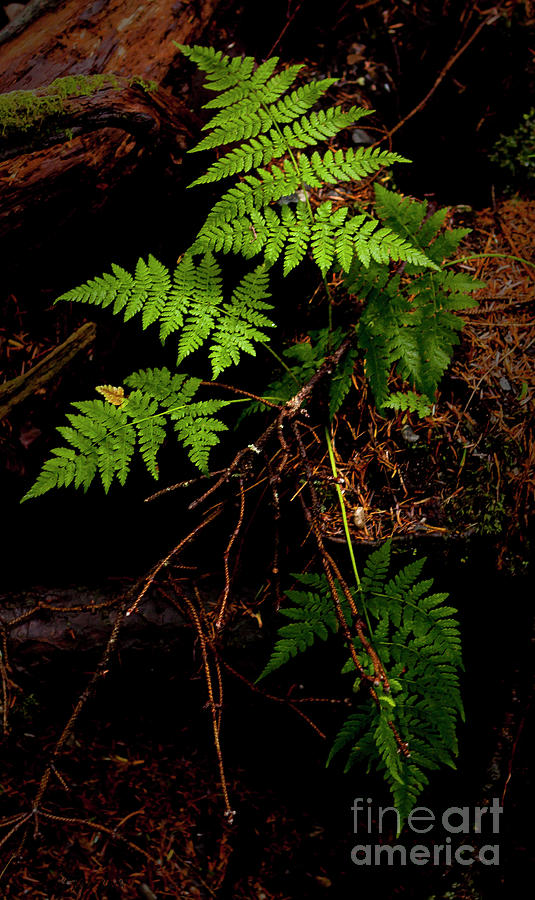 Fern-Signed-#5524 Photograph by J L Woody Wooden