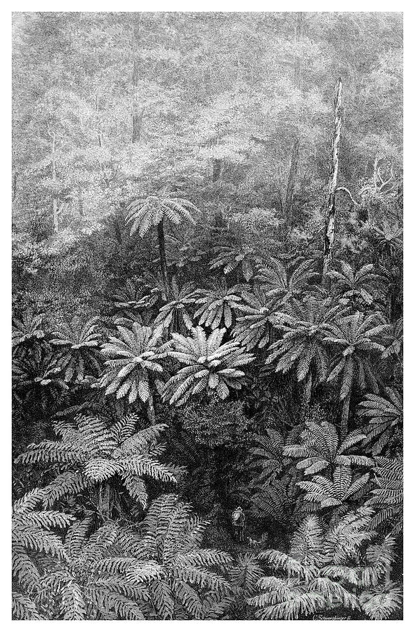 Fern Tree Gully, Australia, 1886 Drawing by Print Collector