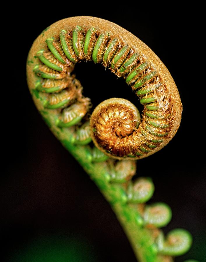 Fern Tree by John Bates Fern Tree by John Bates