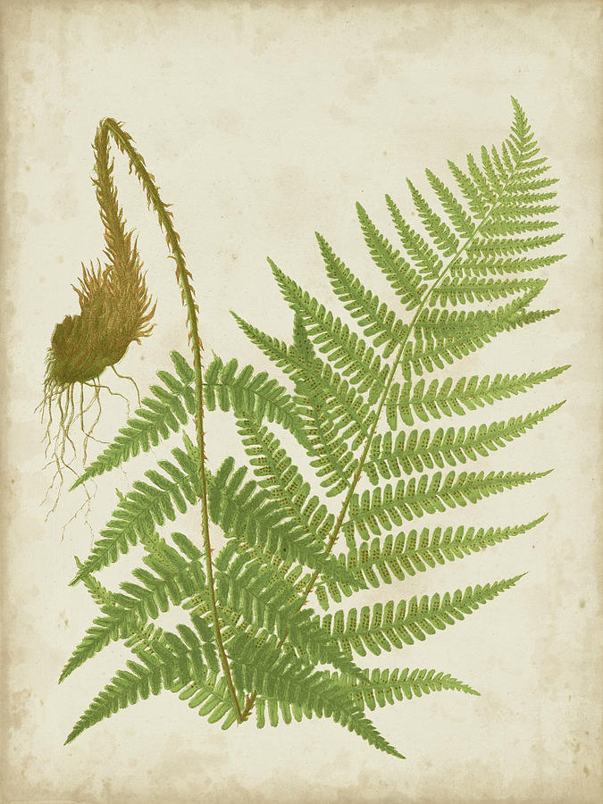 Fern Trio I Painting by Vision Studio