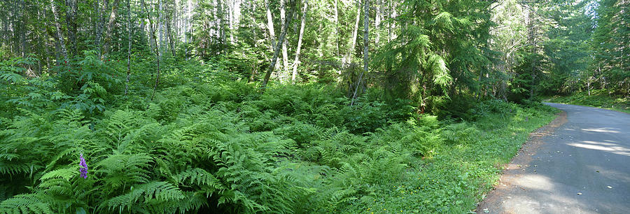 Fern undergrowth in mixed conifer and hardwood forest Photograph by Steve Estvanik