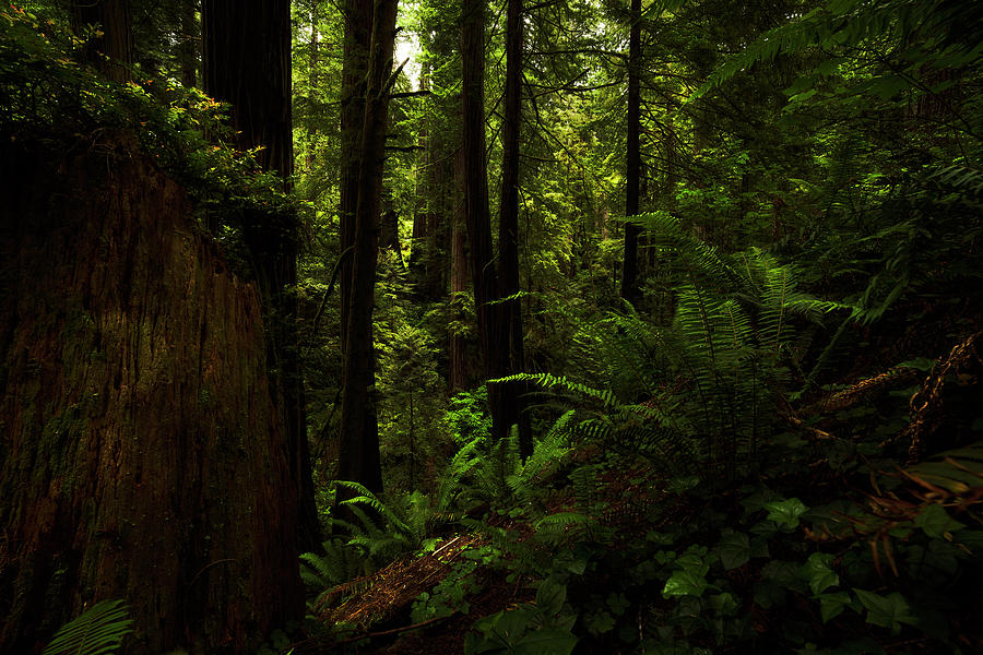 Ferns among the Redwoods by TL Mair Ferns among the Redwoods by TL Mair