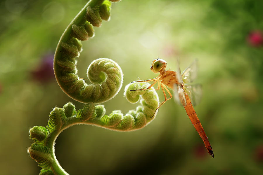 Ferns And Dragonflies Photograph by Abdul Gapur Dayak