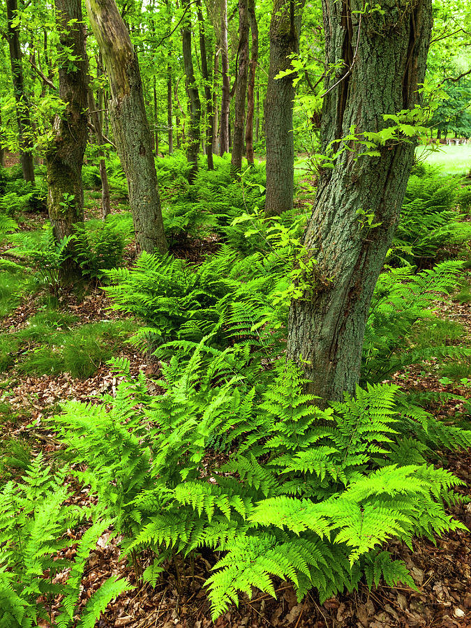 Ferns And Florest In Leende Photograph by Heike Odermatt