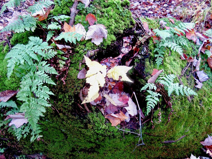 Ferns and Leaves by Stephanie Moore Ferns and Leaves by Stephanie Moore