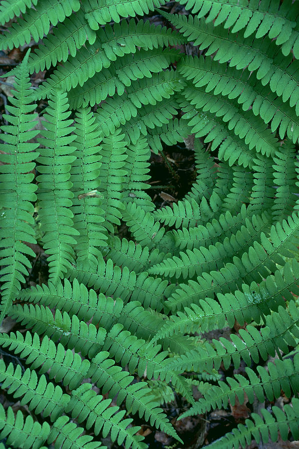 Ferns Photograph by Comstock