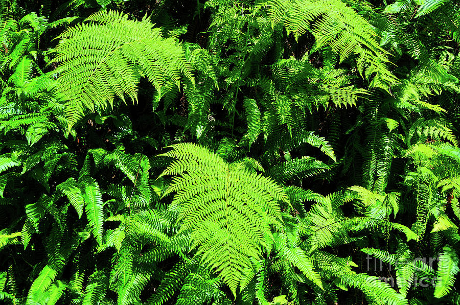 Ferns Photograph by Dennis Morris - Fine Art America