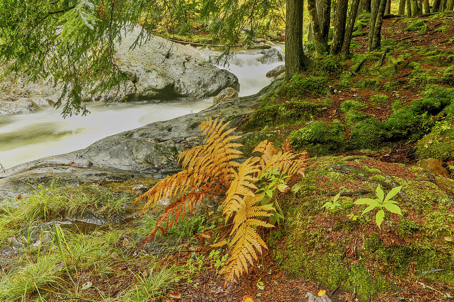 Ferns in Autumn Photograph by Jurgen Lorenzen