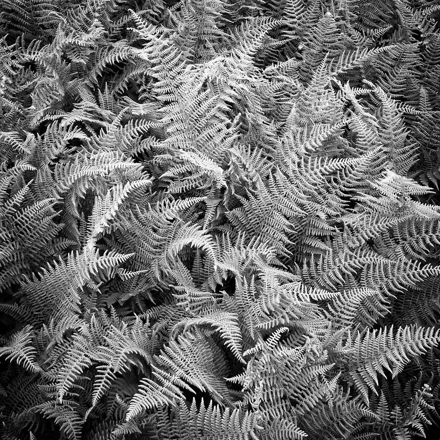 Black And White Photograph - Ferns In Black And White by Daniel J. Grenier