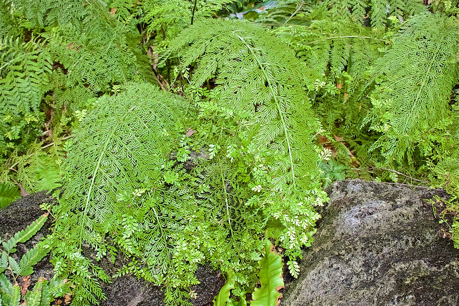Ferns in Botanical Garden in Balboa Park in San Diego, California  Photograph by Ruth Hager