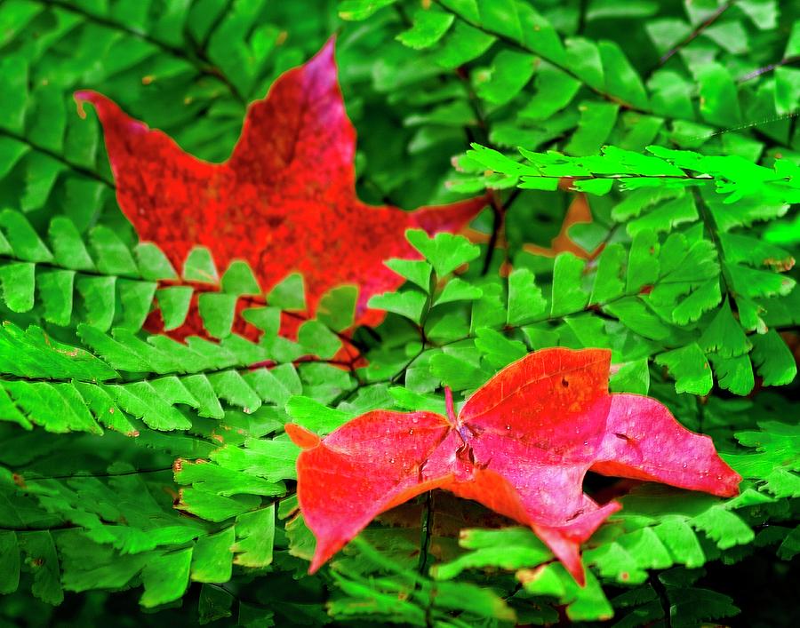Ferns In Fall by John Bates Ferns In Fall by John Bates