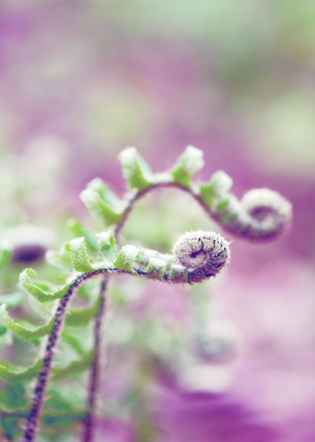 Ferns in Green, Purple, and Pink Photograph by Brooke T Ryan