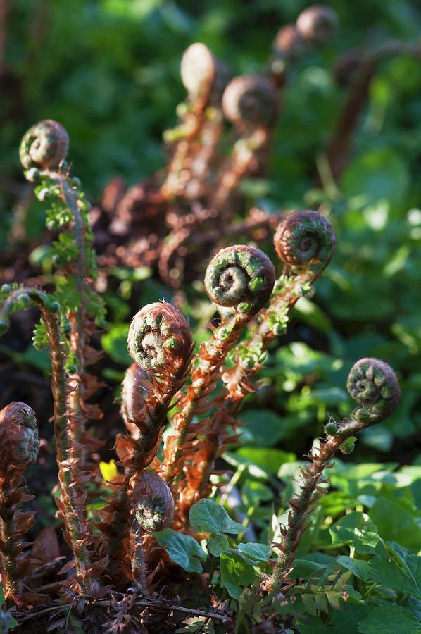 Spring Photograph - Ferns In The Spring With Furled, Young Fern Leaves by Franziska Pietsch