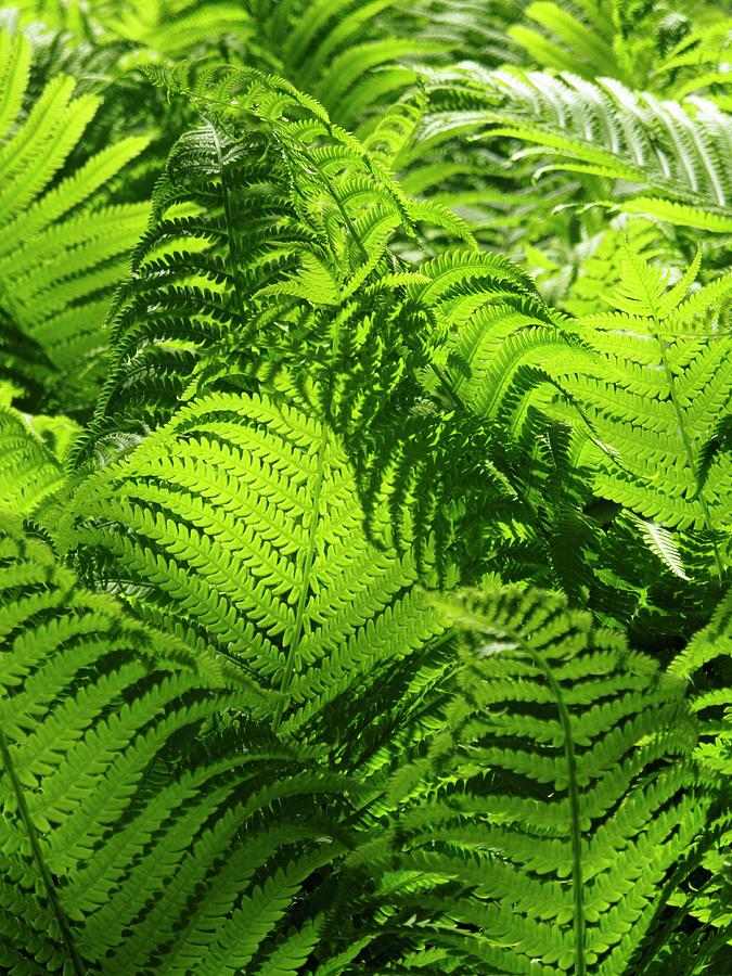 Ferns In The Sunlight Photograph by Petr Gross | Fine Art America