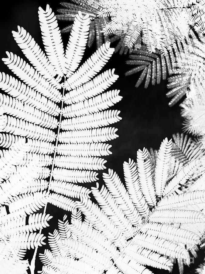 Abstract Photograph - Ferns Inverted by Robert Coon Jr