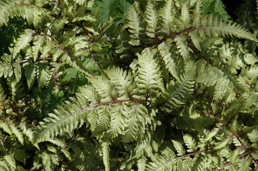 Ferns Photograph by Mike Murdock