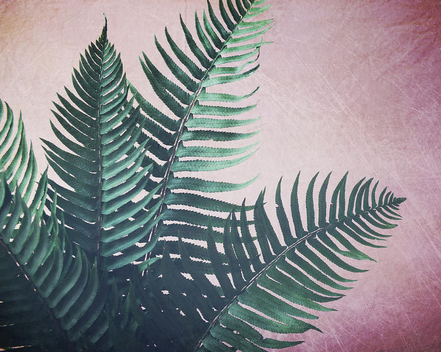 Ferns on Pink Photograph by Lupen Grainne