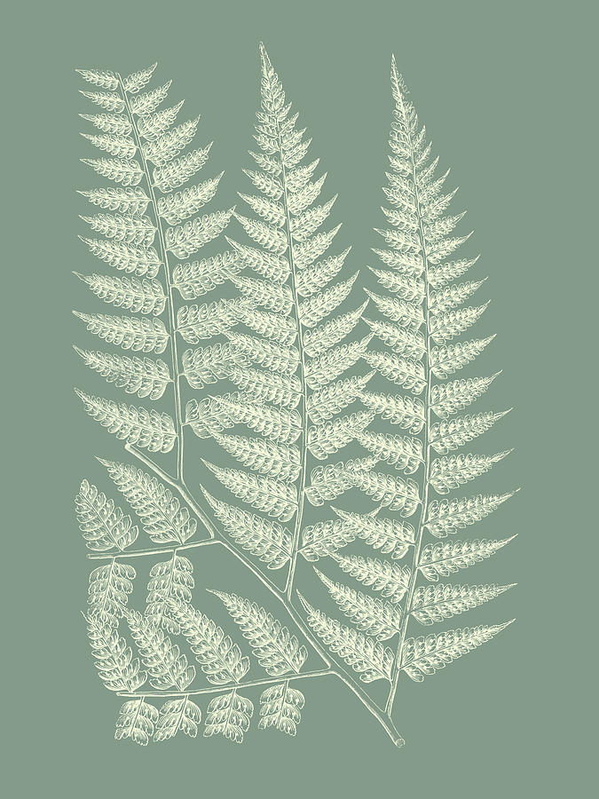 Ferns Painting - Ferns On Sage IIi by Vision Studio