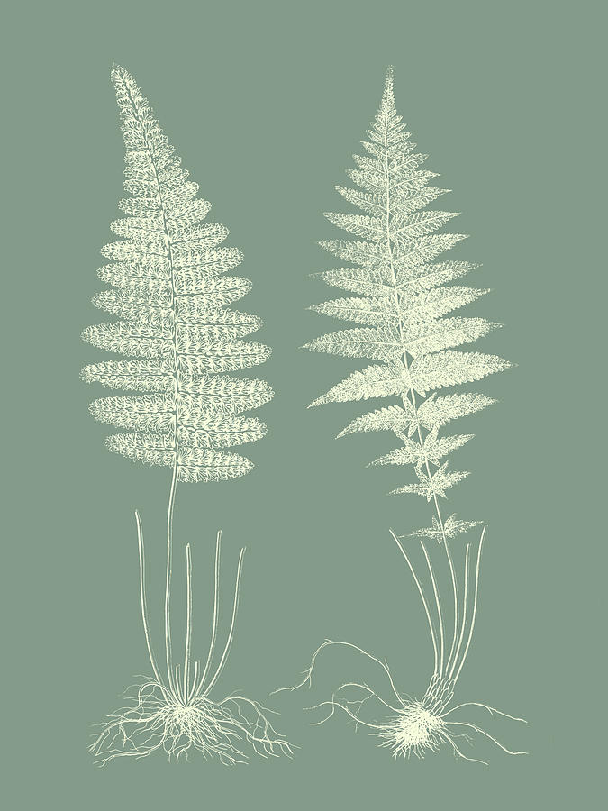 Ferns Painting - Ferns On Sage Vi by Vision Studio