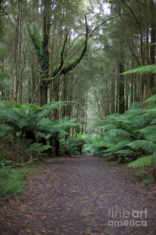 Ferns Tree And Rain Forest Photograph