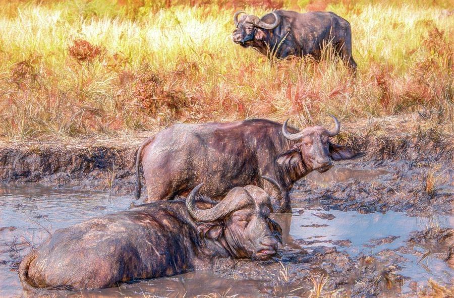 Ferocity in Kruger, Cape Buffalo Photograph by Marcy Wielfaert