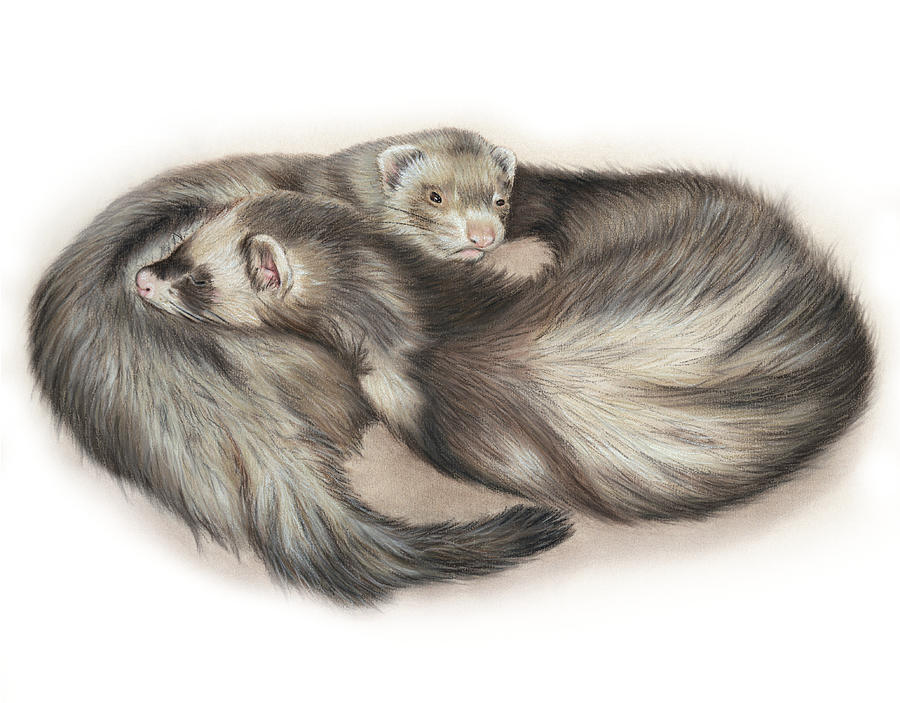 Ferret Art, Ferret, Ferret Art Print Drawing by Alexandra Rey Fine