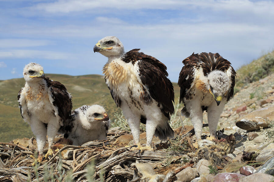 Ferruginous Hawk Nest With Chicks. Sublette County Photograph by Gerrit ...