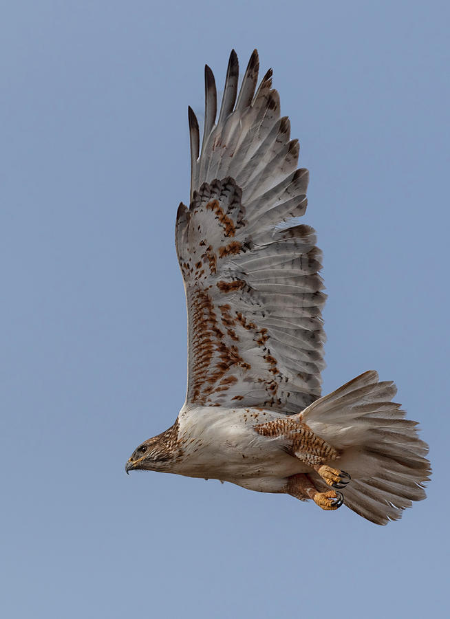 Ferruginous Hawk on the Wing Photograph by Gary Langley