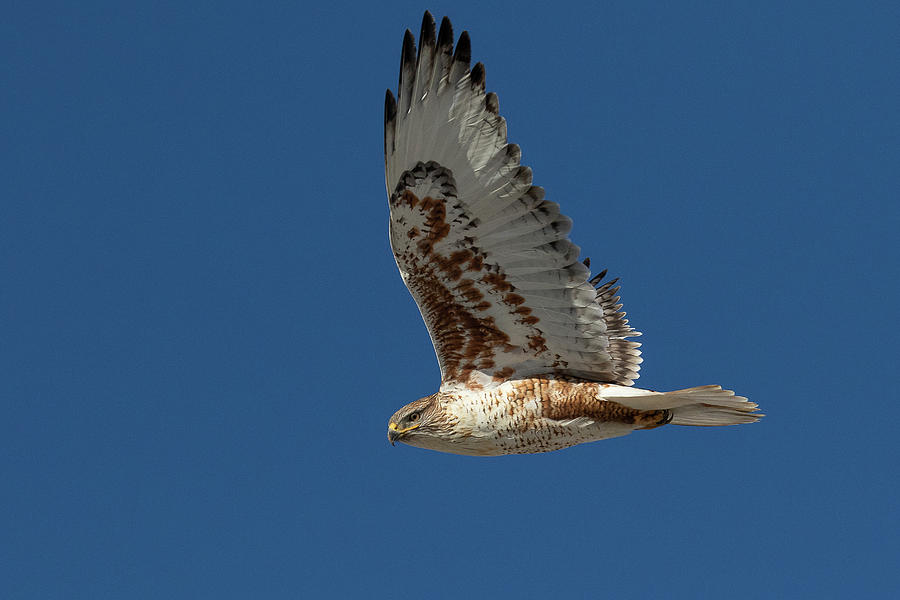 Ferruginous Hawk With Its Wings High Photograph by Tony Hake - Fine Art ...