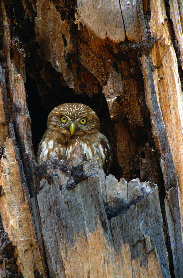 Owl Photograph - Ferruginous Pygmy Owl Glaucidium by Art Wolfe