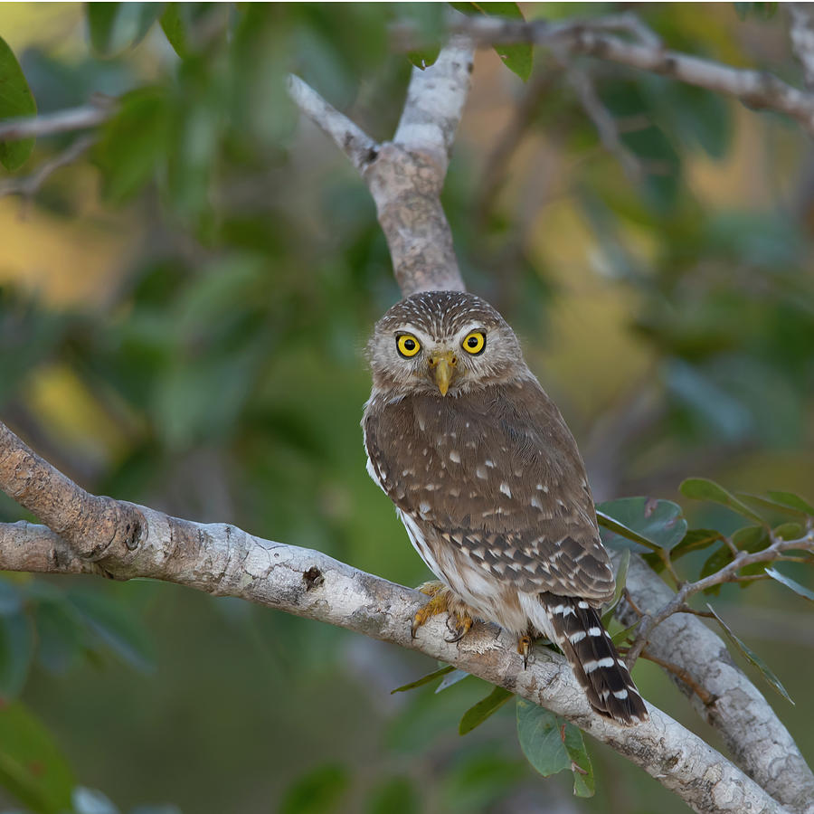 Ferruginous pygmy owl Photograph by Patrick Nowotny