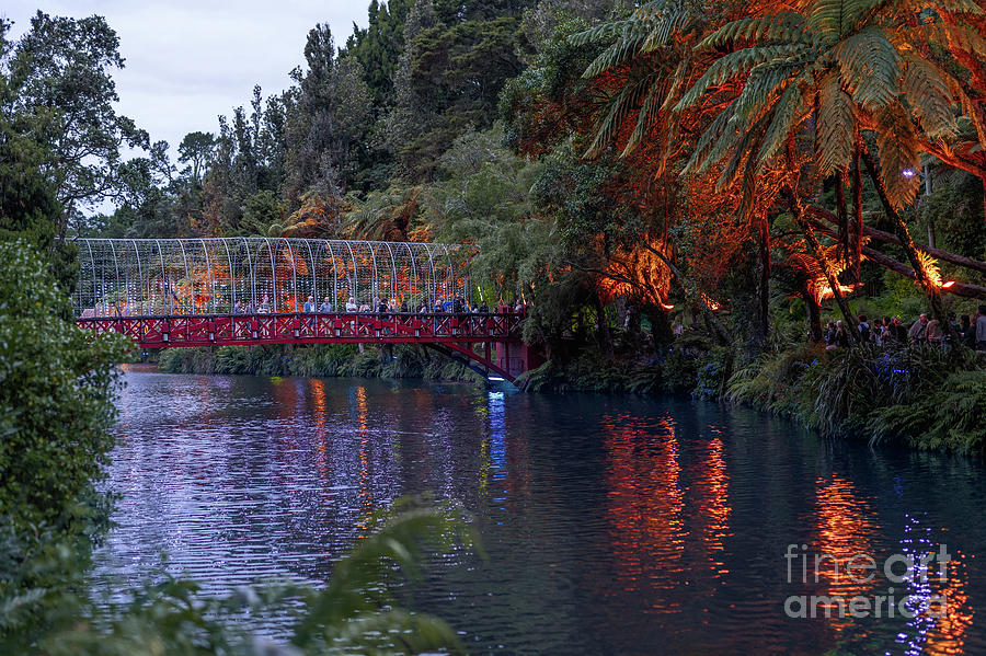 Festival of Lights, New Plymouth Photograph by Hanna Tor Fine Art America