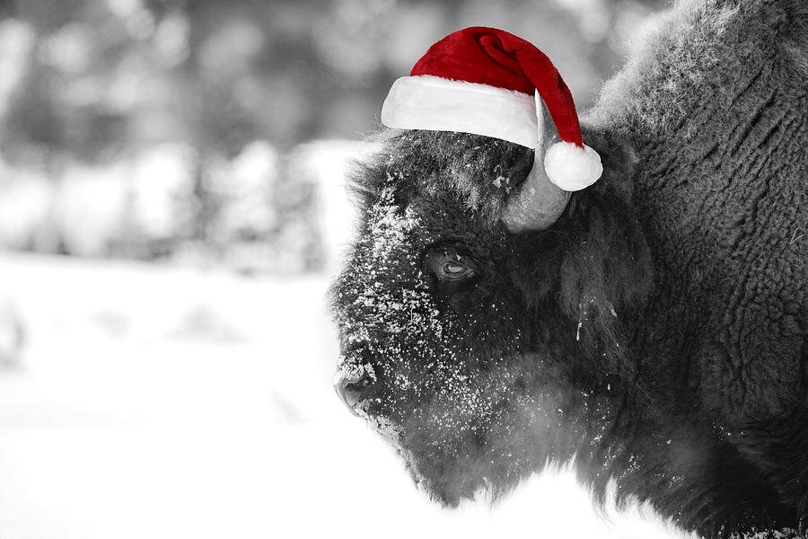 Yellowstone National Park Photograph - Festive Bison by Ashley Noble