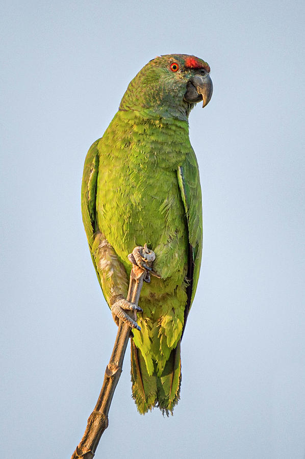 Festive Parrot La Palmita Casanare Colombia Photograph by Adam Rainoff