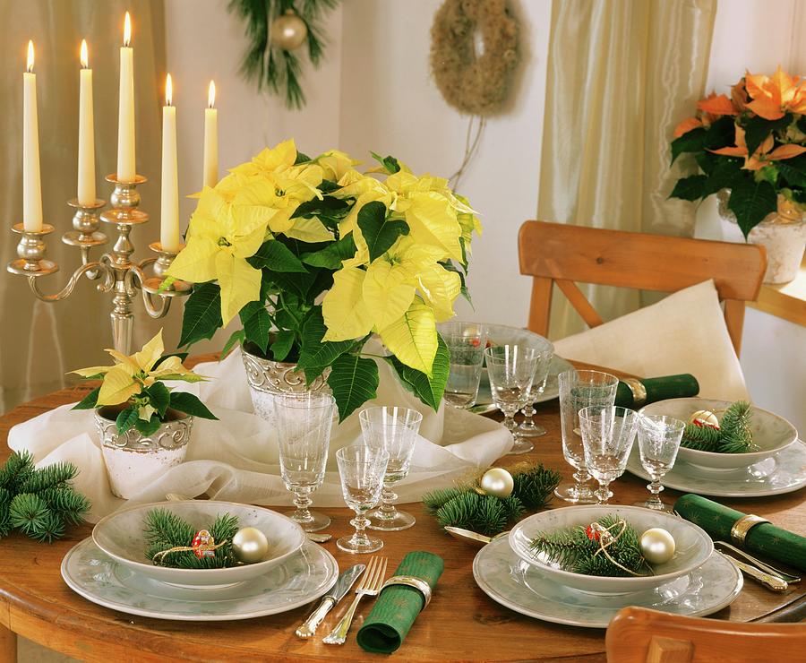 Festive Table With Poinsettia Photograph by Strauss, Friedrich