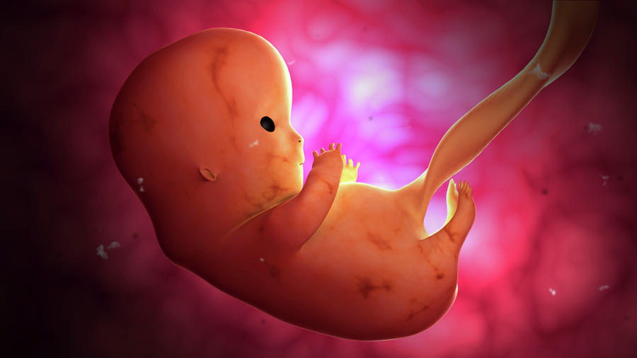 Fetus Development At 8 Weeks Photograph By Stocktrek Images - Fine Art 