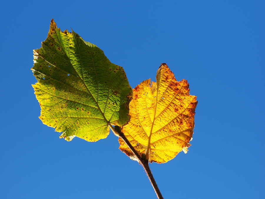 Feuilles Dautomne Photograph by Christine AVIGNON Feuilles Dautomne Photograph by Christine AVIGNON