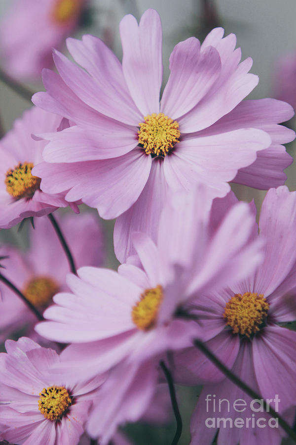 Few Pink Beautiful Cosmos Flowers Photograph