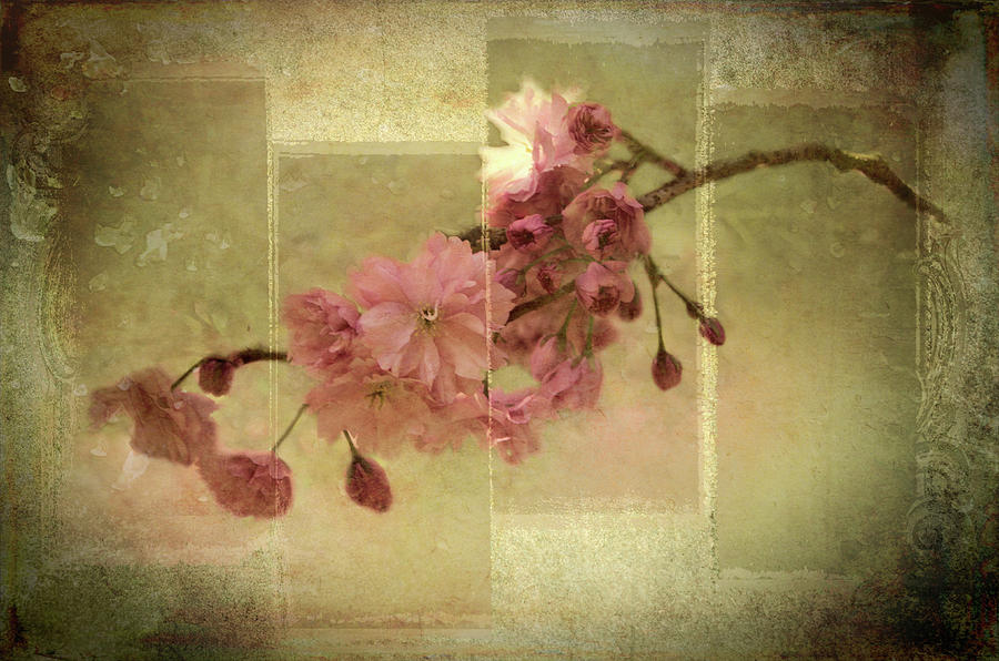 Romantic Blossoms 4 Photograph by Marilyn Wilson