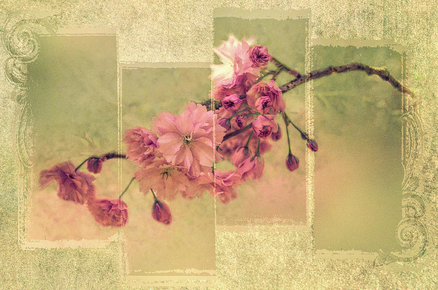 Romantic Blossoms 3 Photograph by Marilyn Wilson