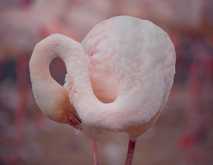 Fibonacci Flamingo. Photograph by Stuart Williams