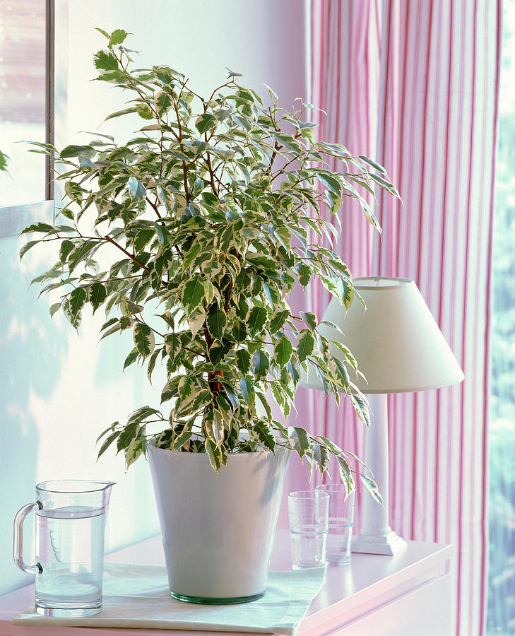 Ficus Benjamina 'starlight' birch Fig In A Glass Pot Photograph by ...