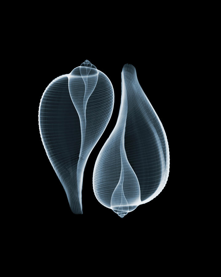 Ficus Communis Photograph by Nick Veasey Ficus Communis Photograph by Nick Veasey