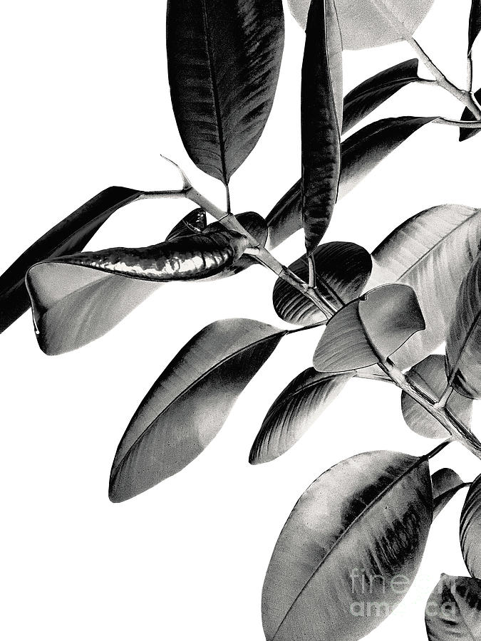 Spring Photograph - Ficus Elastica Black Gray White Vibes #1 #foliage #decor #art by Anitas and Bellas Art