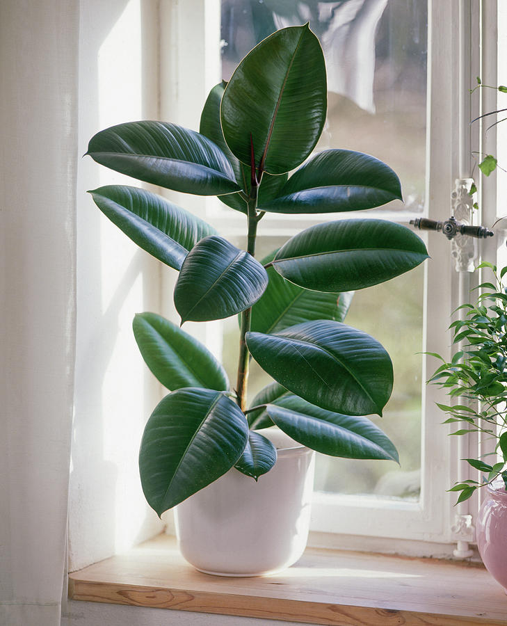 Ficus Elastica decora rubber Tree At The Window Photograph by Friedrich Strauss