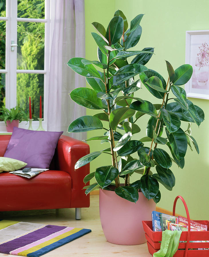 Ficus Elastica In Pink Pot On The Floor, Sofa, Basket Photograph by Friedrich Strauss