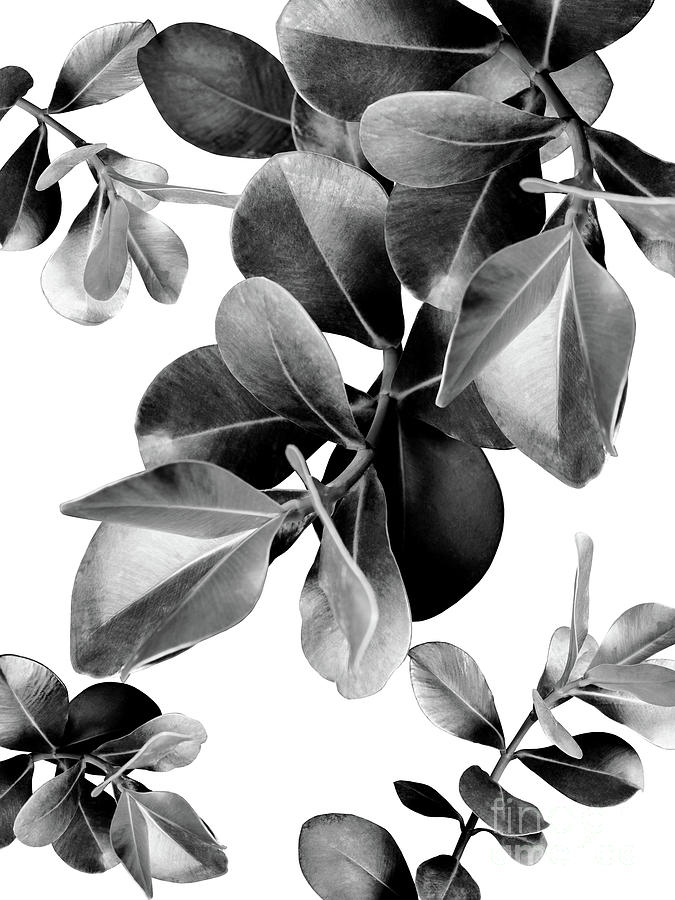 Nature Mixed Media - Ficus Leaves Dream #2 #bw #decor #art by Anitas and Bellas Art