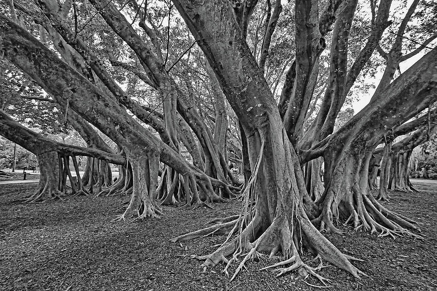 Ficus Microcarpa 2 Photograph by HH Photography of Florida