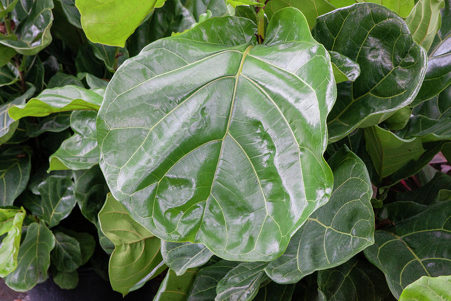 Fiddle Leaf Fig Tree 100 Photograph by Rich Franco