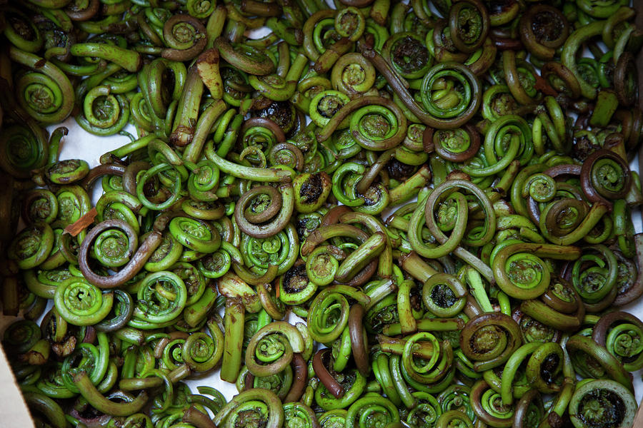 Fiddlehead Ferns At A Farmers Market Photograph by Elisa Cicinelli